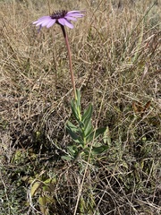 Dimorphotheca spectabilis