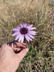 Dimorphotheca spectabilis