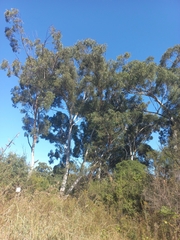 Eucalyptus globulus globulus