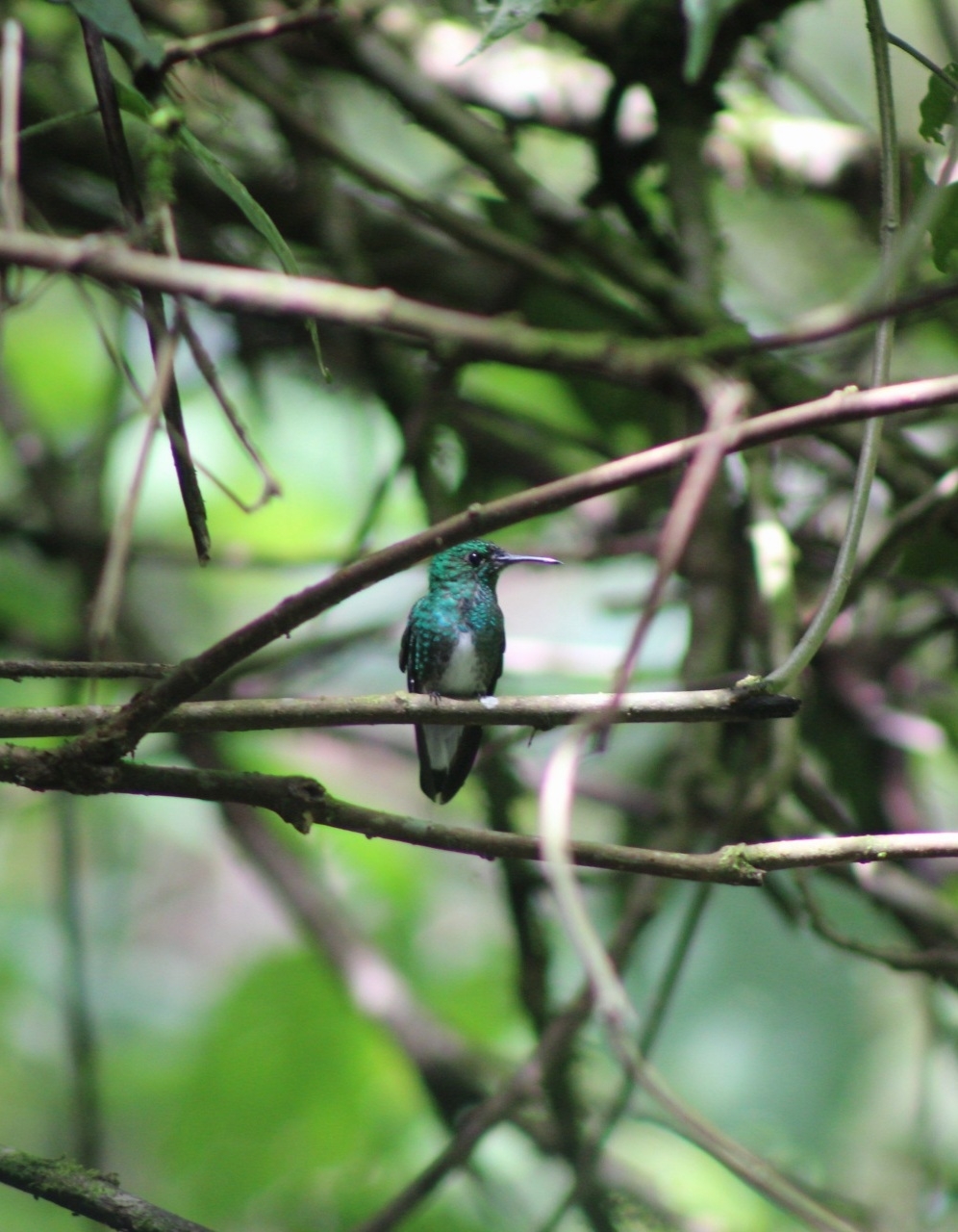 White-tailed Emerald (Microchera chionura), photo 9