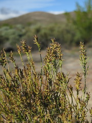 Dicerothamnus adpressus