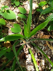 Liliopsida