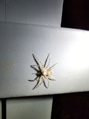 Philodromus spinitarsis