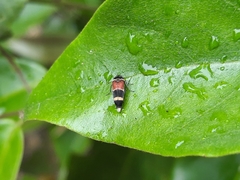 Macroglipa