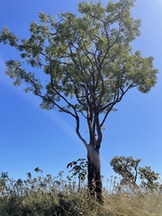 Dalbergia miscolobium