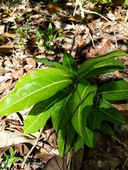 Magnoliopsida