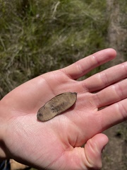 Dalbergia miscolobium