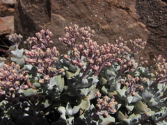 Crassula deltoidea