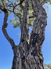 Dalbergia miscolobium