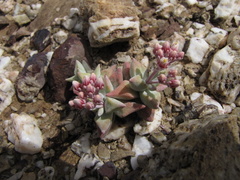 Crassula deltoidea