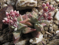 Crassula deltoidea