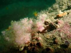 Chironephthya