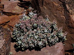 Crassula deltoidea