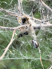 Dictyna coloradensis