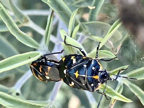iNaturalist observation photo of Harlequin Bug