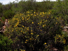 Cullumia bisulca