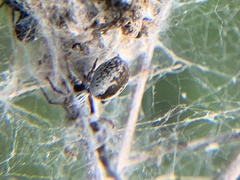 Dictyna coloradensis