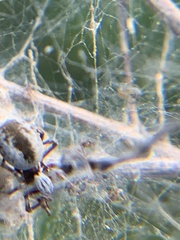 Dictyna coloradensis