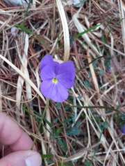 Viola calcarata