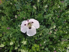 Papaver