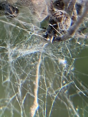 Dictyna coloradensis