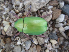 Chrysina beyeri