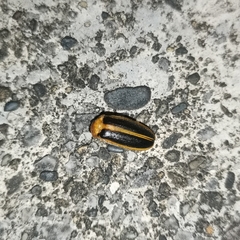 Asymmetricata circumdata