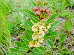 Pachycarpus asperifolius
