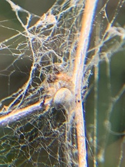 Dictyna coloradensis