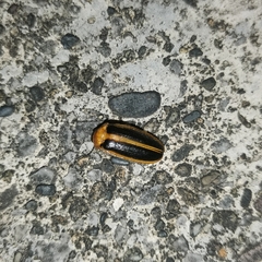 Asymmetricata circumdata