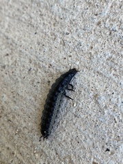 Necrophila americana