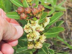Pachycarpus asperifolius