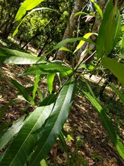 Magnoliopsida