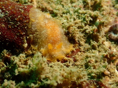 Doriopsilla miniata