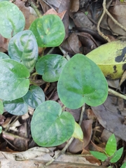 Geophila repens