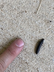 Necrophila americana