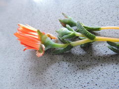 Lampranthus glaucoides