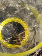 Scutigera coleoptrata