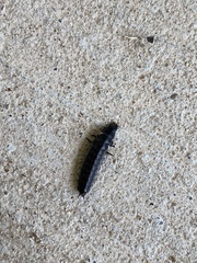 Necrophila americana
