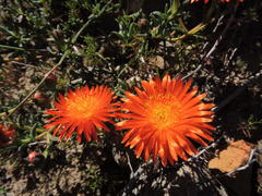 Lampranthus glaucoides