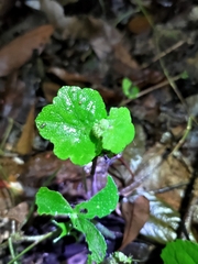 Hydrocotyle nepalensis
