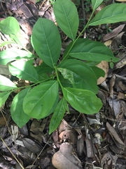 Magnoliopsida