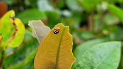 Cryptocephalus luteosignatus