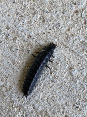 Necrophila americana