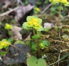 Chrysosplenium alternifolium
