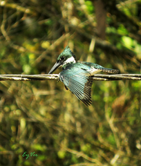 Chloroceryle amazona