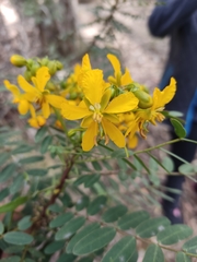Senna aymara