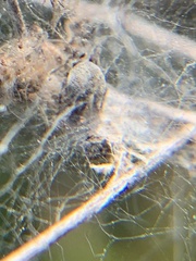 Dictyna coloradensis