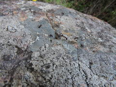 Myrmicaria nigra
