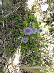 Globularia